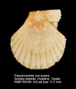 Pascahinnites coruscans (3)